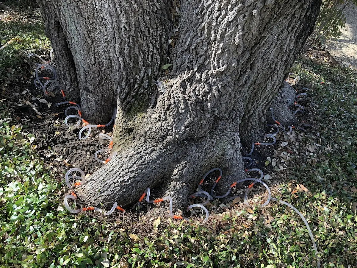 Detailed Tree Cabling and Bracing job site in Dennison