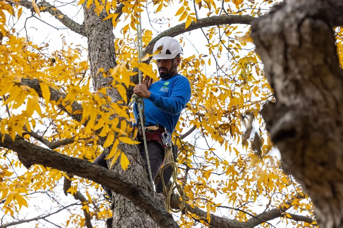 Skilled Tree Planing crew working in Dennison