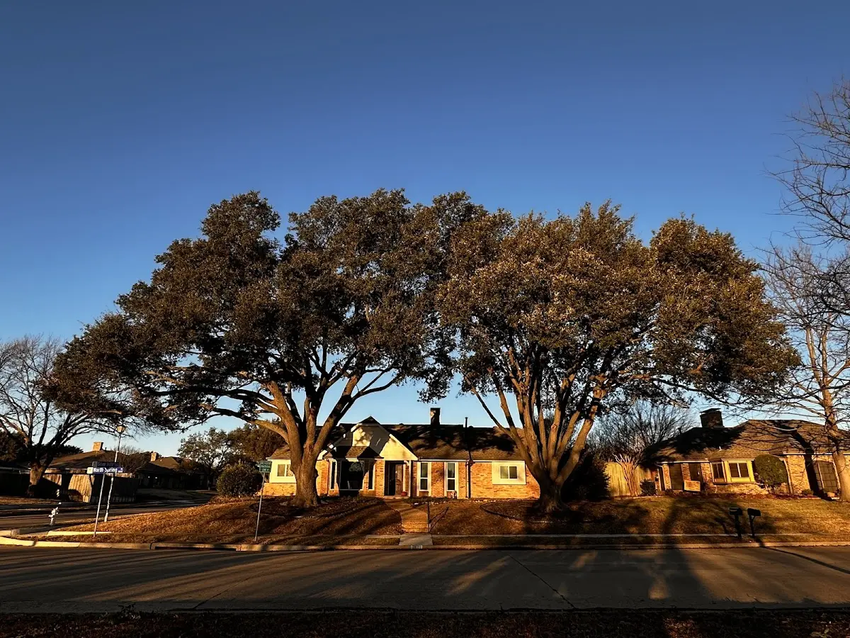Established residential canopy tree shading a home in Dennison
