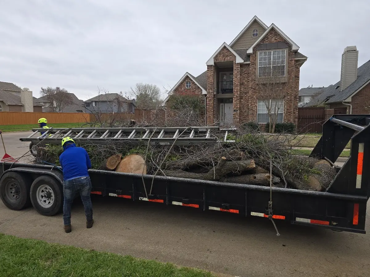 Expert Tree Pest Control with proper safety equipment in Dennison
